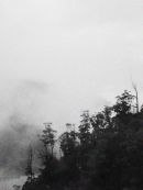 the forest