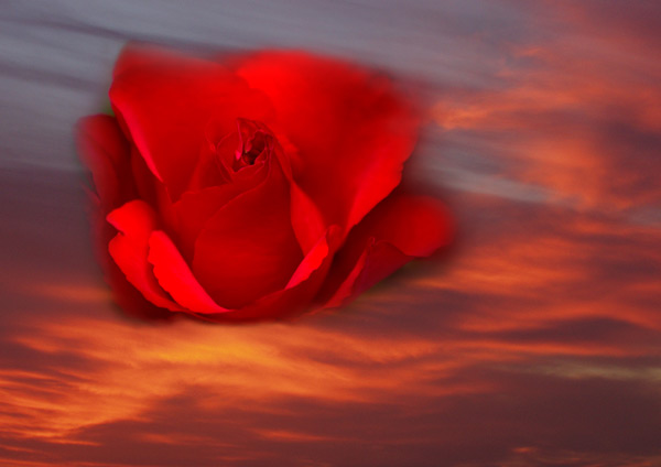 firey rose