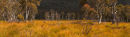 orange grove