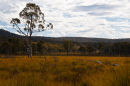 Roadside jewel