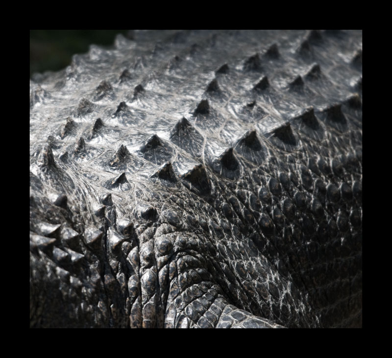 American Alligator... a survivor