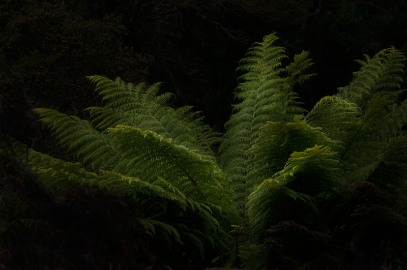 Arthur River fern