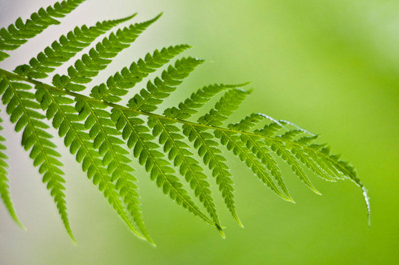 Fern