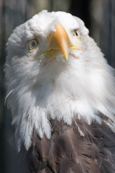 bald eagle