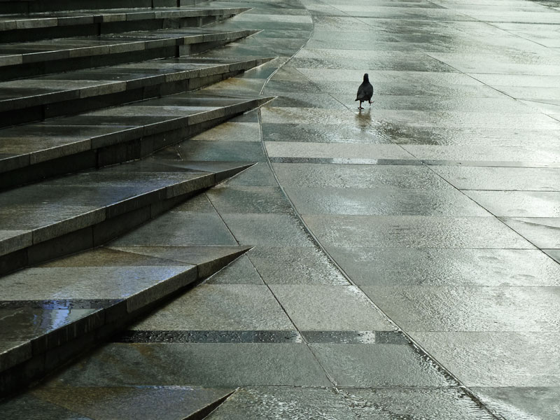 pigeon walk