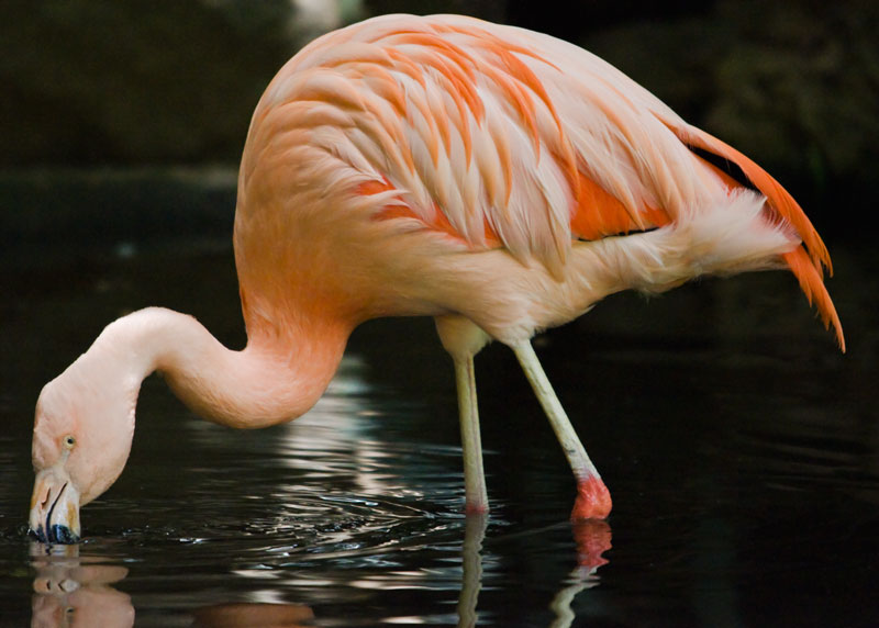 Chilean flamingo