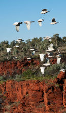 Corellas in flight