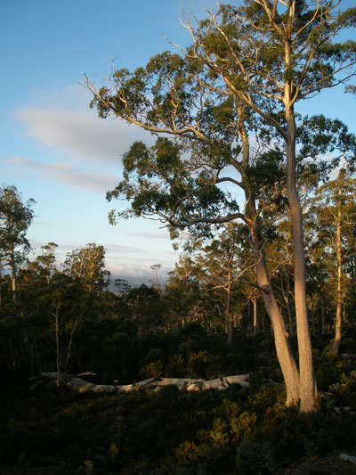 Cradle Mt trees