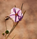 Karijini flower