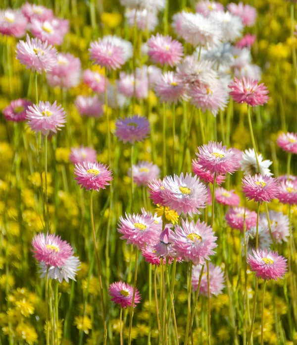 everlasting flowers