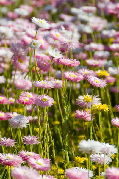 everlasting flowers