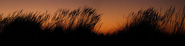 grasses at sunset