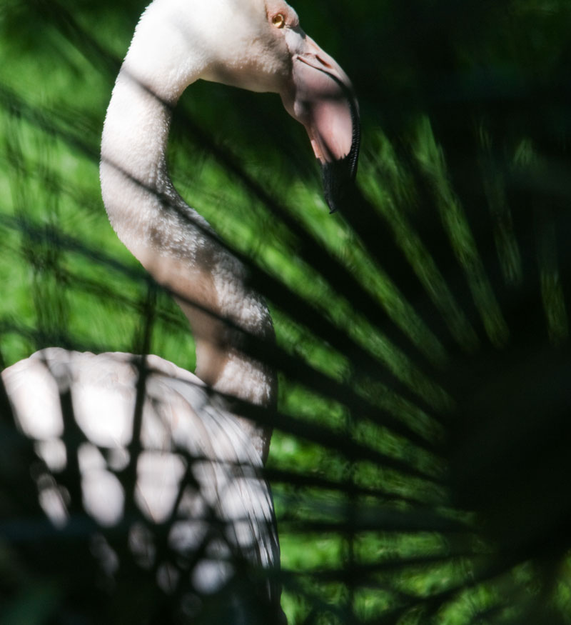 Greater flamingo