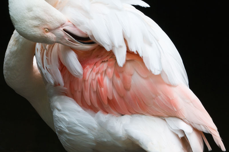 Preening Greater flamingo