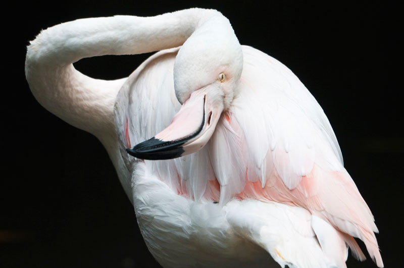 Greater flamingo
