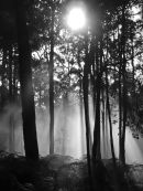 forest mist