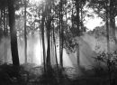 tree mist
