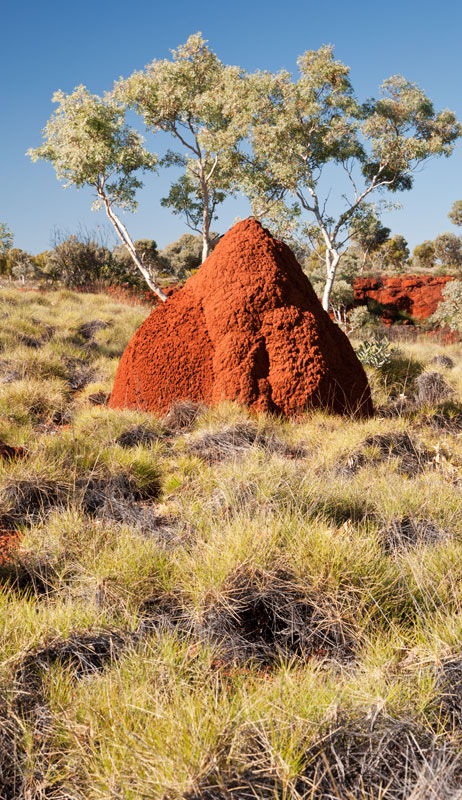 Termite nest