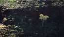 Junction Pool, Karijini