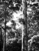 leeuwin tree