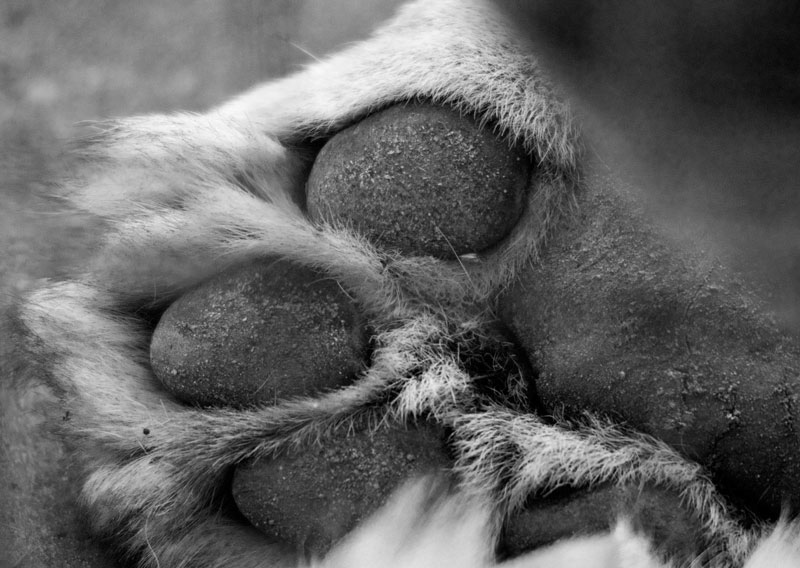 Lion paw