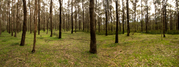 Ludlow tuart forest