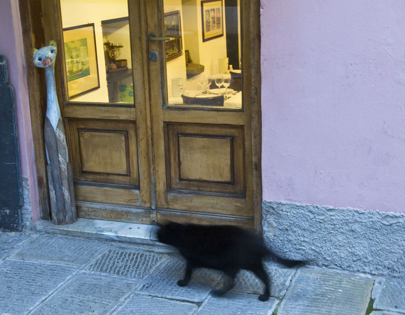 monterosso cat