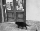 monterosso cat