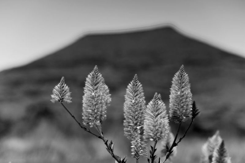 Mulla Mulla at foot of Mt Bruce, Karijini