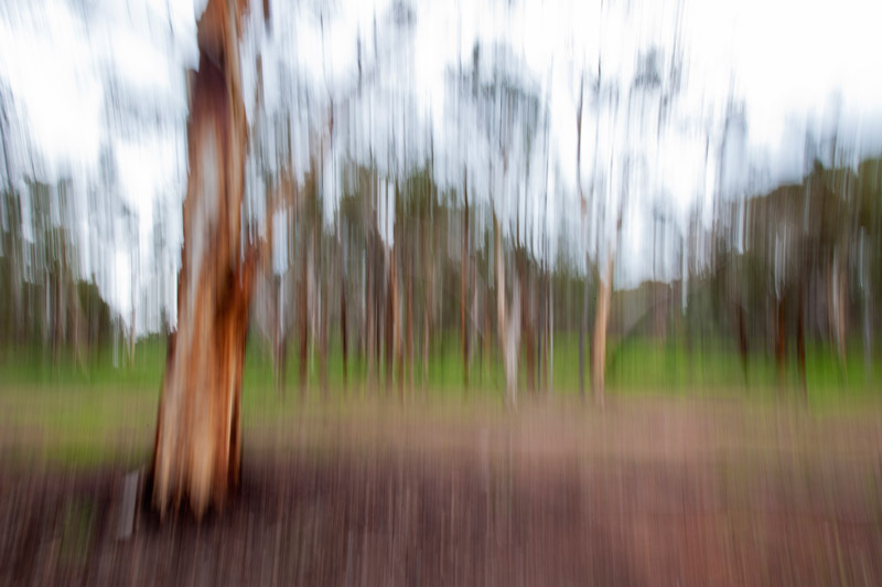 New Norcia trees