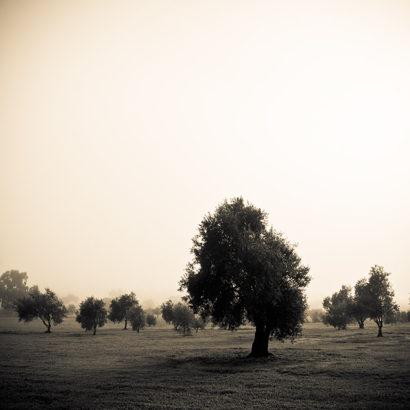 olive grove