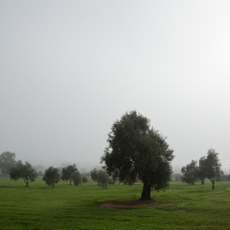 olive grove