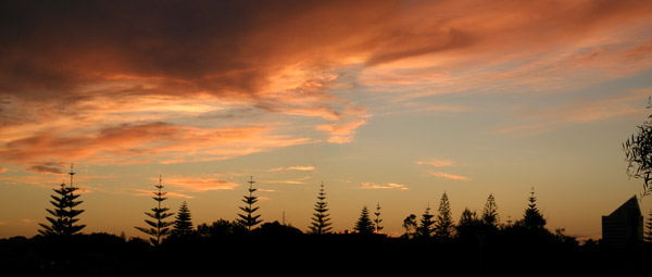 palms sunset