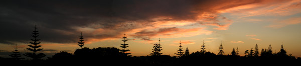 palms sunset