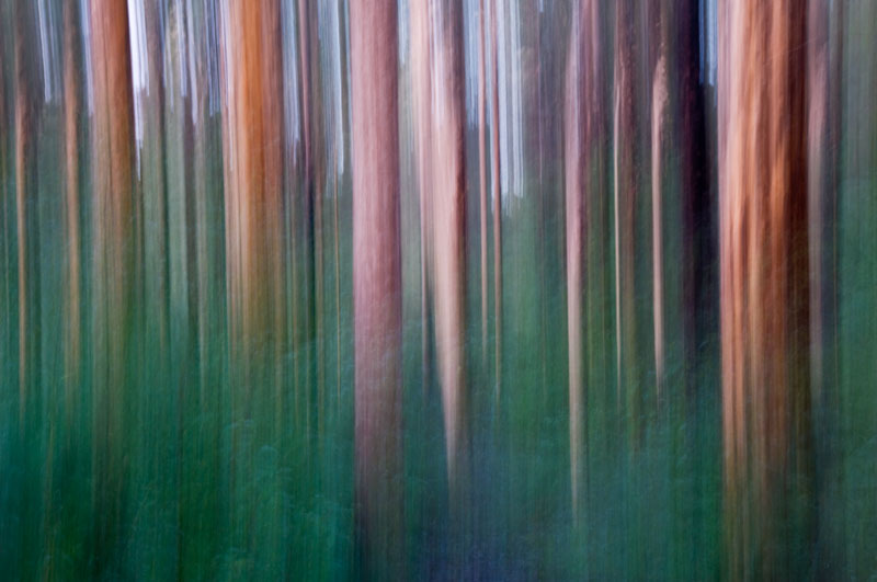 trees on the move