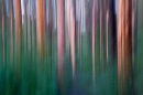 trees on the move