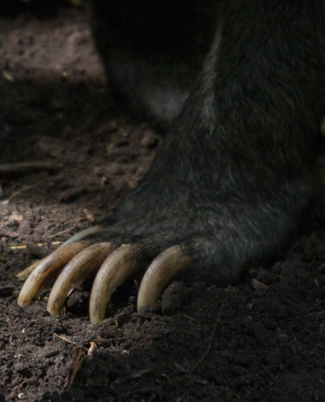Sunbear claw