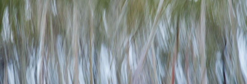 tree reflection
