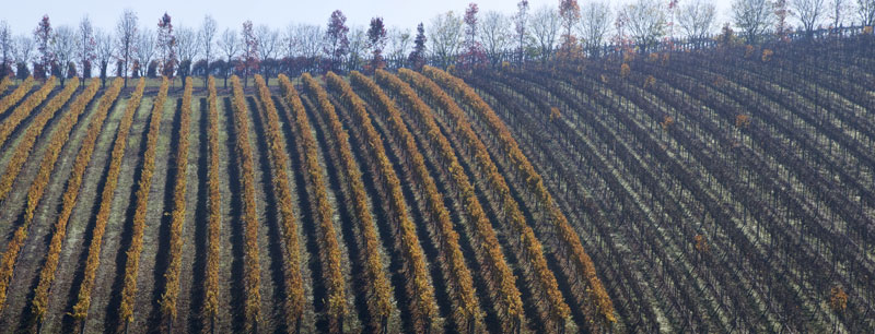 vines