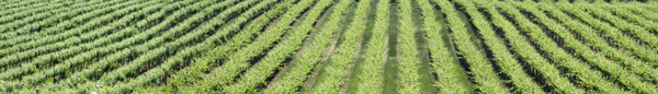 the vines