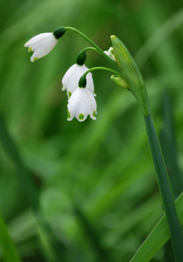 white bells