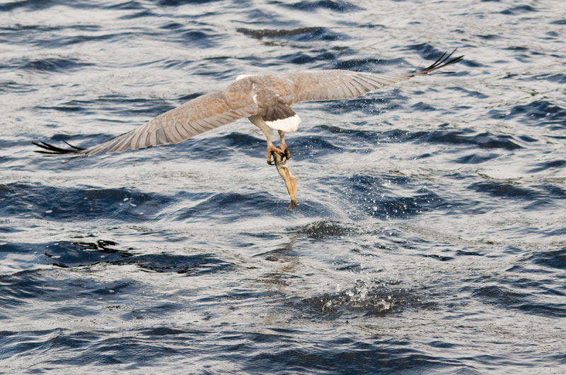 Whitebellied sea eagle