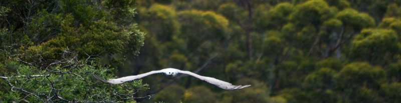 White bellied sea eagle