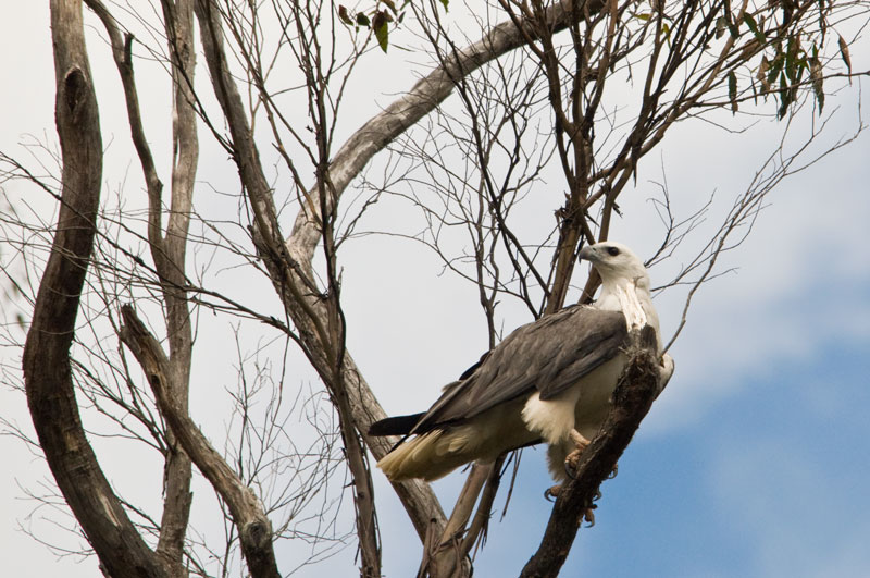 White bellied sea eagle