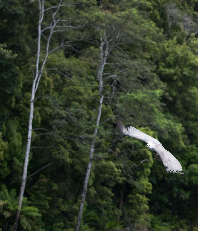 White bellied sea eagle