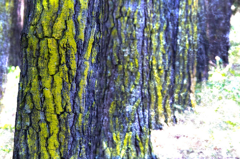 in the woods