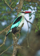Woodland Kingfisher.
