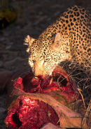 Leopard with a fresh kill.