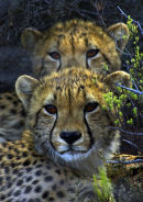 Cheetah Cubs.