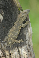Tree Lizard sp.